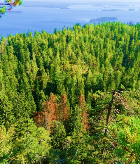 Metsätuhot. Kuva Alexander Pulgarin Diaz.