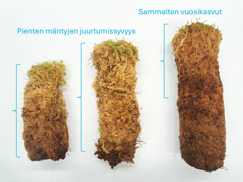 Rahkasammal. Kuva Teemu Tahvanainen.