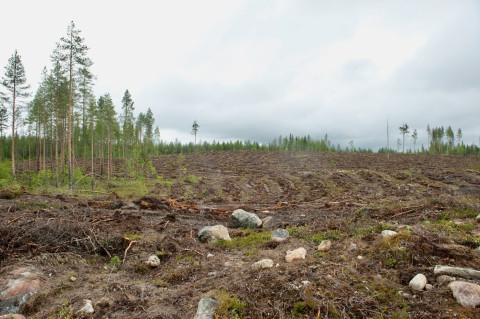 Avohakkuu.