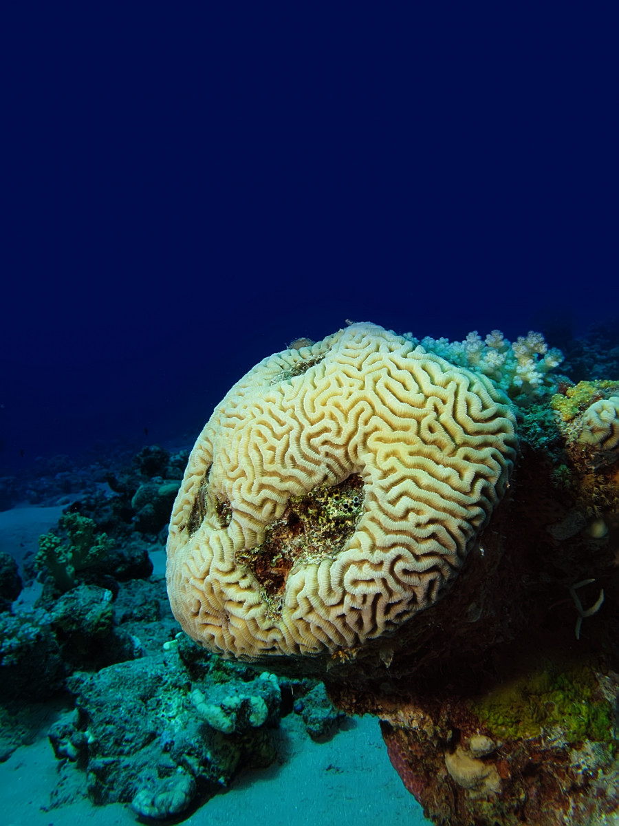 adaptations may help coral reefs survive climate change University of Eastern Finland