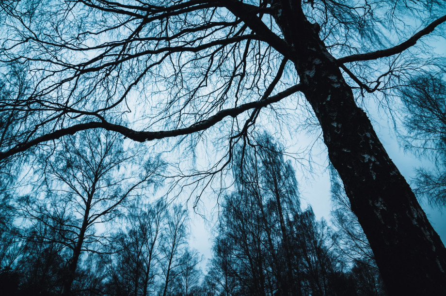 Water makes tree branches droop at night University of Eastern Finland