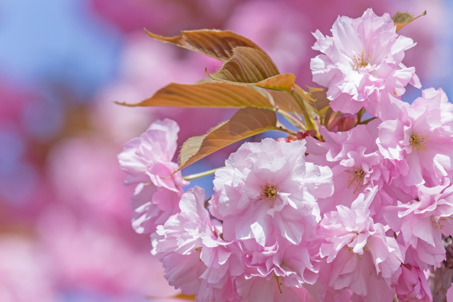 Elinvoimainen Japanin Kielen Ja Kulttuurin Oppiaine 30 Vuotta It Elinvoimainen Japanin Kielen Ja Kulttuurin Oppiaine 30 Vuotta It