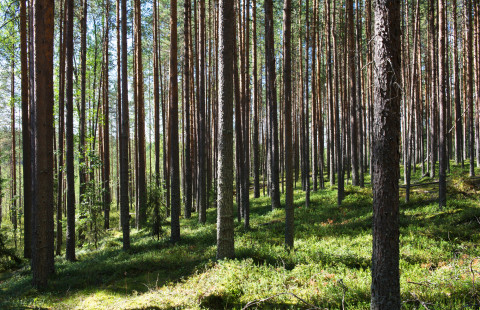 Kuvituskuva metsästä