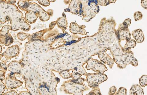 A microscopic image of a biobank sample.