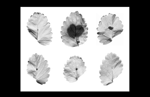 Kasvitaudin sairastuttamia mansikanlehtiä