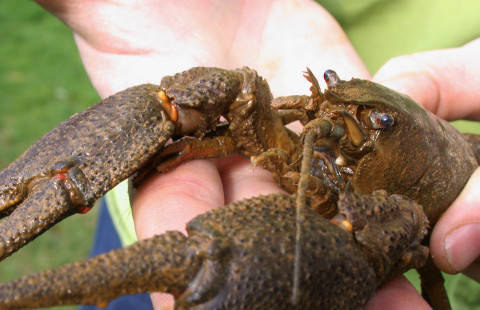 Rapu, kuva Japo Jussila.