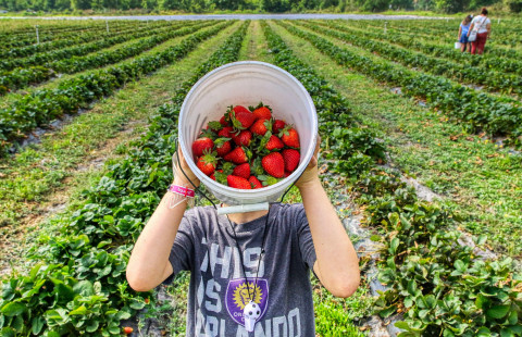 Marjanpoimija mansikkapellolla