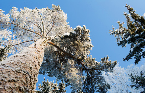 Lumen peittämiä puita.
