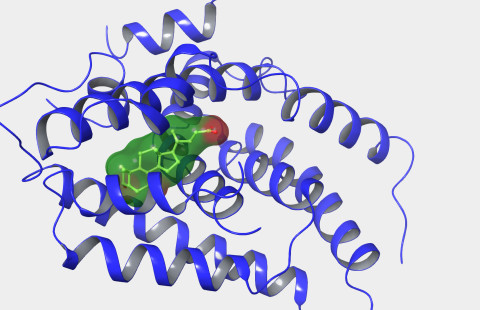 Tumareseptori FRX:n kolmiulotteinen rakenne