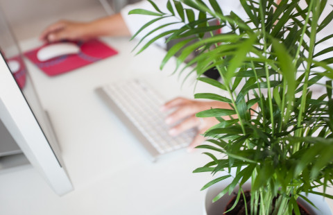 Etualalla viherkasvi, jonka takana valkoinen pöytä, jolla näyttö, näppäimistö ja hiiri sekä ihmisen kädet.