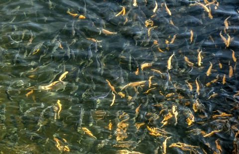 River trout in breeding pond.