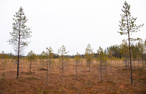 Pieniä puita suolla.