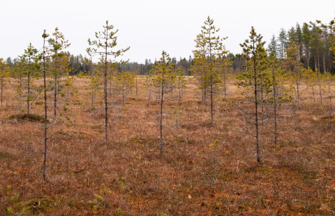 Pieniä puita suolla.