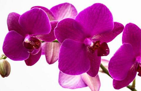 Orchid.