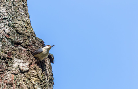 Lintu puussa. Kuva Mostphotos