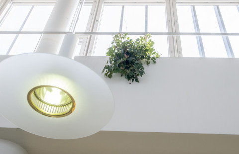 Ikkuna, viherkasvi ja lamppu.