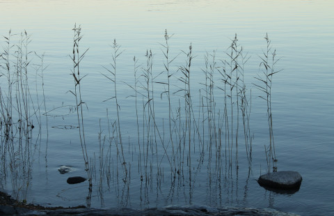 vettä, järviruokoja