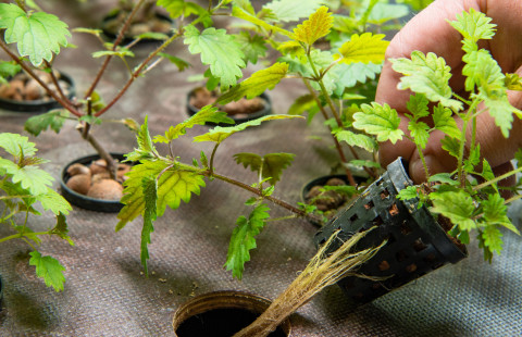 Stinging nettle in a plastic pot.