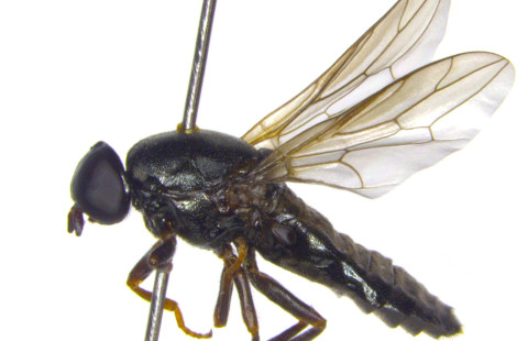 Scenopinus jerei_ JaakkoPohjoismäki