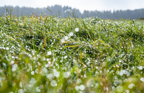 Dew on peatland field.