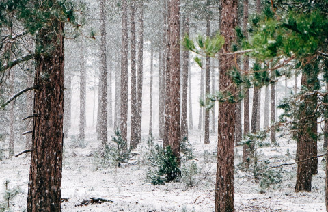 Talvinen metsämaisema, mutta puissa on elämää (Unsplash, https://unsplash.com/photos/OxTT6kZs_gU)