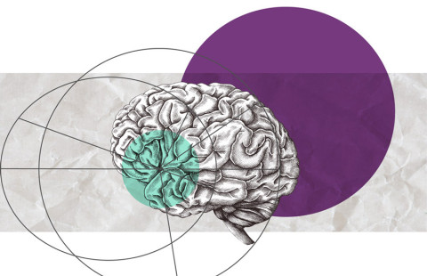 aivot, toisiaan leikkaavia ympyröitä