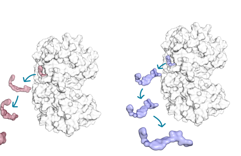 In the study, researchers set out to resolve why two structurally similar small molecule kinase inhibitors (red and blue) exhibit different lifetime of the drug-target complex with their target protein kinase (white).