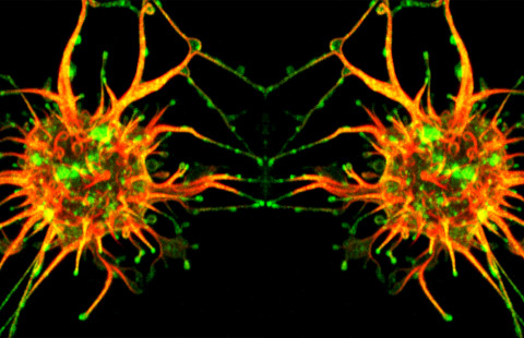 Mikroskooppikuva soluista