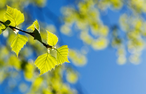 Birch tree branches.