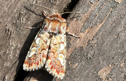 Mänty-yökkönen (panolis flammea)