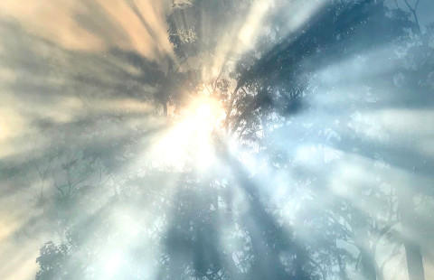 Sun shining behind trees and smoke.