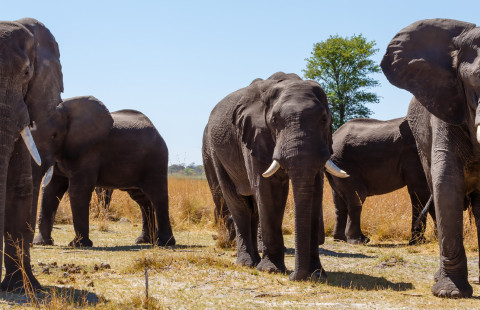 African elephants.