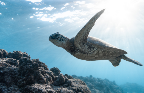 Kilpikonna uimassa veden alla meressä.