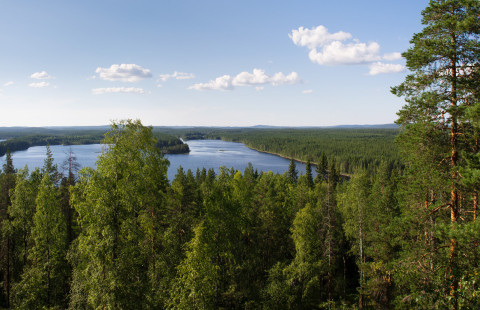 View over forest and lake.
