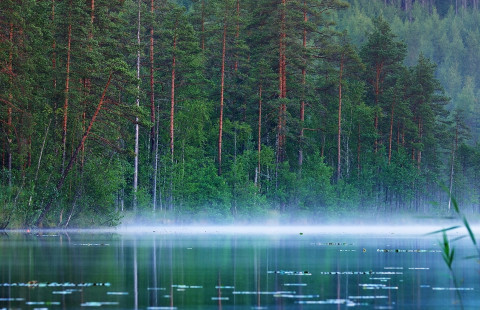 Metsä- ja järvimaisema
