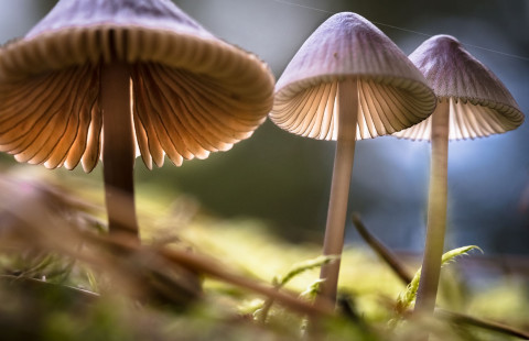 Sieniä. Kuva Mostphotos.