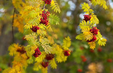 Marjat. Kuva MostPhotos.