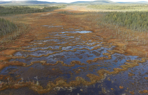 Suo. Kuva Pasi Korpelainen.