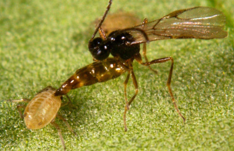 Diaeretiella rapae -lajin ampiainen hyökkää kirvoja vastaan.