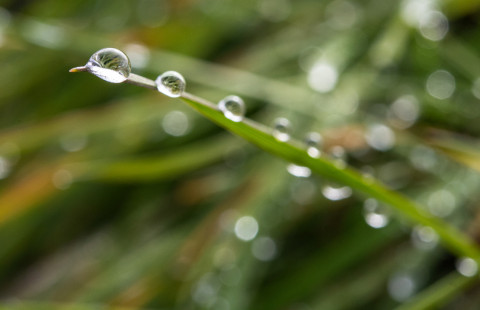 Dew on a blade of grass.
