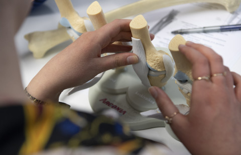 Opiskelija tarkastelee anatomista mallia.