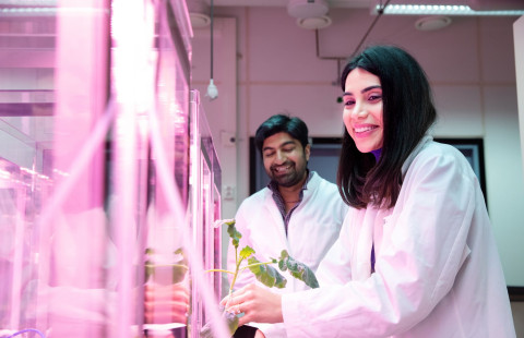 Kaksi tutkijaa tutkii kasvia valaistussa laboratoriossa.