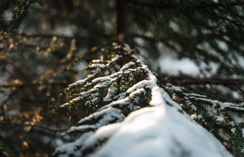Lumi peittää talvista havupuun oksaa.