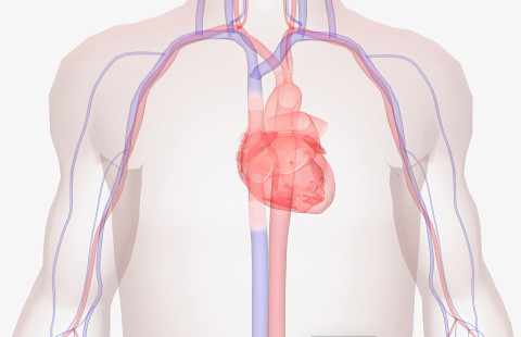 Sydän ja vatsa-aortta