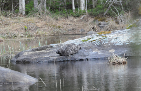 Amalia-norppa (C) UEF saimaannorppatutkimus. Kuva Vincent Sorjonen-Biard.