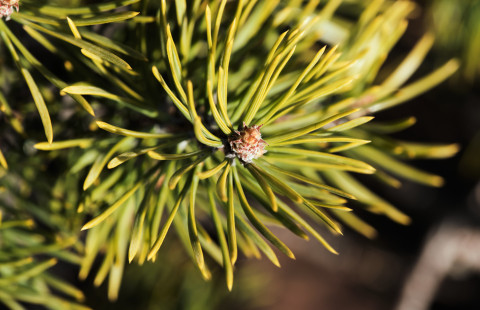 Lähikuva kuusen neuloista.