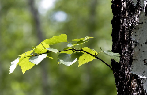 Rungosta kasvava koivunoksa.