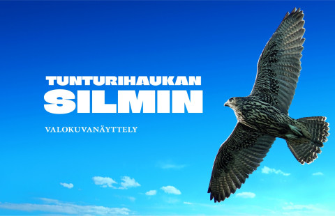 Tunturihaukan siilmin valokuvanäyttely. Kuva: SYKE.