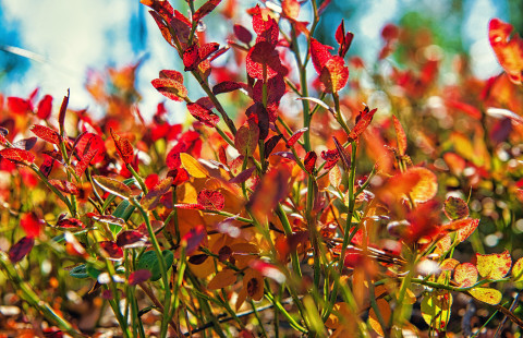 Syksyisen värikkäitä mustikanvarpuja