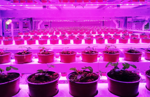 Mansikantaimien kasvatusta keinovaloissa sisätiloissa.